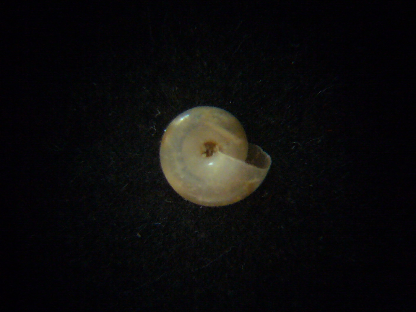 Aiuto